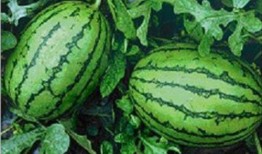 吃瓜网官网免费观看,热门剧集一网打尽！